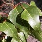 Kurrajong Bottle Tree  10 Seeds  Brachychiton populneus