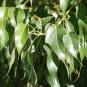 Kurrajong Bottle Tree  10 Seeds  Brachychiton populneus