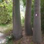 Kurrajong Bottle Tree  10 Seeds  Brachychiton populneus