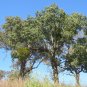 Kurrajong Bottle Tree  10 Seeds  Brachychiton populneus