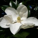 Southern Magnolia Magnolia grandiflora 20 Seeds Southern Magnolia Magnolia grandiflora 20 Seeds