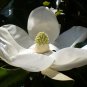 Southern Magnolia Magnolia grandiflora 20 Seeds