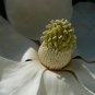 Southern Magnolia Magnolia grandiflora 20 Seeds