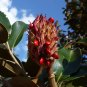 Southern Magnolia Magnolia grandiflora 20 Seeds