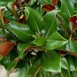 Southern Magnolia Magnolia grandiflora 20 Seeds