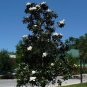 Southern Magnolia Magnolia grandiflora 20 Seeds