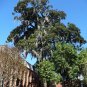 Southern Magnolia Magnolia grandiflora 20 Seeds