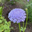 Blue Lace Flower 100 Seeds Trachymene coerulea Blue Lace Flower 100 Seeds Trachymene coerulea