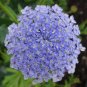 Blue Lace Flower 100 Seeds Trachymene coerulea
