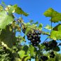 Muscadine Grape 20 Seeds Vitis rotundifolia