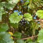 Muscadine Grape 20 Seeds Vitis rotundifolia