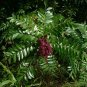 Winged Sumac Rhus copallinum 100 Seeds