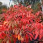 Winged Sumac Rhus copallinum 100 Seeds