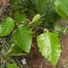 River Birch Betula nigra 100 Seeds