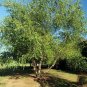 River Birch Betula nigra 100 Seeds