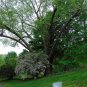 River Birch Betula nigra 100 Seeds