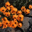 Orange African Daisy  100 Seeds  Dimorphotheca sinuata