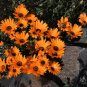 Orange African Daisy 100 Seeds Dimorphotheca sinuata