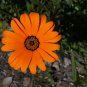 Orange African Daisy 100 Seeds Dimorphotheca sinuata