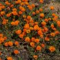 Orange African Daisy 100 Seeds Dimorphotheca sinuata