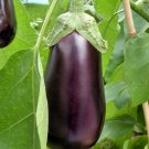 Eggplant 250 Seeds Solanum melongena Eggplant 250 Seeds Solanum melongena
