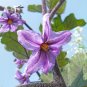 Eggplant 250 Seeds Solanum melongena