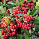 Scarlet Firethorn Pyracantha coccinea 200 Seeds Scarlet Firethorn Pyracantha coccinea 200 Seeds