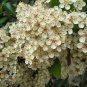 Scarlet Firethorn Pyracantha coccinea 200 Seeds