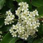 Scarlet Firethorn Pyracantha coccinea 200 Seeds