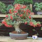 Scarlet Firethorn Pyracantha coccinea 200 Seeds