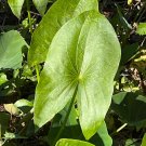 Broadleaf Arrowhead  100 Seeds  Sagittaria latifolia