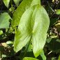 Broadleaf Arrowhead  100 Seeds  Sagittaria latifolia