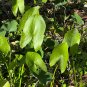 Broadleaf Arrowhead  100 Seeds  Sagittaria latifolia