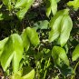 Broadleaf Arrowhead  100 Seeds  Sagittaria latifolia