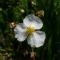 Broadleaf Arrowhead  100 Seeds  Sagittaria latifolia