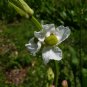 Broadleaf Arrowhead  100 Seeds  Sagittaria latifolia