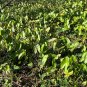 Broadleaf Arrowhead  100 Seeds  Sagittaria latifolia