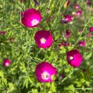 Purple Poppy Mallow 25 Seeds Callirhoe involucrata Purple Poppy Mallow 25 Seeds Callirhoe involucrata