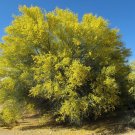 Blue Palo Verde 25 Seeds Cercidium florida