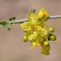Blue Palo Verde 25 Seeds Cercidium florida