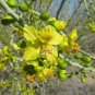 Blue Palo Verde 25 Seeds Cercidium florida