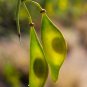 Blue Palo Verde 25 Seeds Cercidium florida