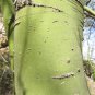 Blue Palo Verde 25 Seeds Cercidium florida