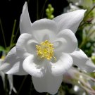 White Columbine  50 Seeds  Aquilegia 'Crystal Star'