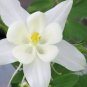 White Columbine  50 Seeds  Aquilegia 'Crystal Star'