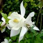White Columbine  50 Seeds  Aquilegia 'Crystal Star'