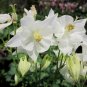 White Columbine  50 Seeds  Aquilegia 'Crystal Star'