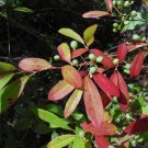 Dwarf Tupelo Tree Bear Tupelo Nyssa ursina 10 Seeds