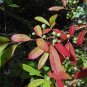 Dwarf Tupelo Tree Bear Tupelo Nyssa ursina 10 Seeds