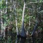 Dwarf Tupelo Tree Bear Tupelo Nyssa ursina 10 Seeds
